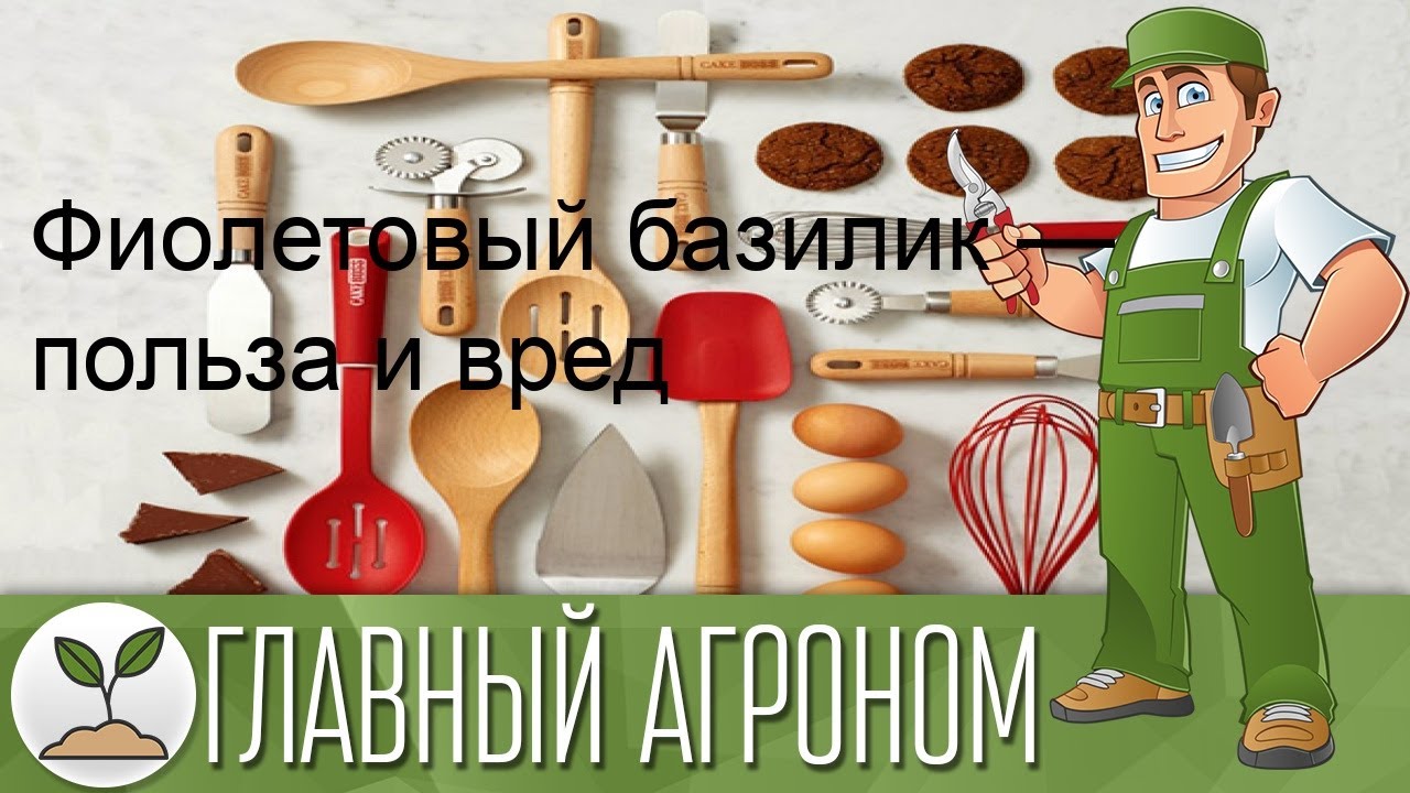 Фиолетовый базилик — польза и вред