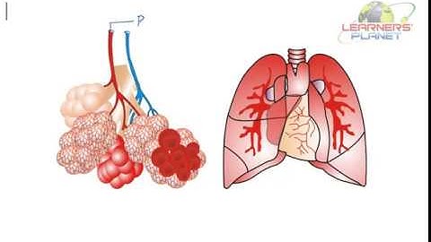 Class 7 Science CBSE Respiration in Organisms video session 2 Part 2