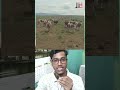 গরুগুলো শৃংখল ভাবে পানি খাচ্ছে 🐮🐮 #shorts #video #cow #cows #cowfarm