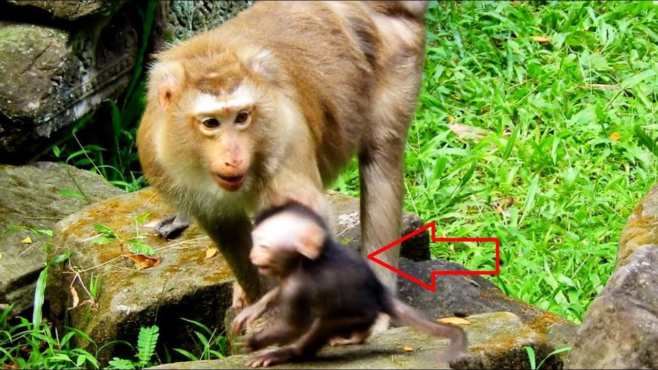 first foundry Pity Poor Newborn Timo, Why Ashley Angry And Hit Baby Timo, Lovely Baby Follows Ashley