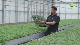 Covergreen Vinca Minor Alba Wit Bodembedekker, Ook Bekend Onder De Naam Maagdenpalm.