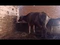 ولاده الجاموس Birth Of A Buffalo And Dealing With It 布法羅的誕生 भ स 