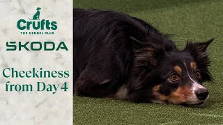 Cheeky Dogs of Day 4 | Crufts 2024
