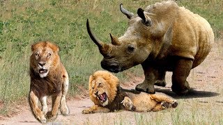 King Lions are extremely scared when the suffered crazy Rhino attack, Pitiful face of Lion ran away