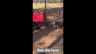 Piglets Hotwire 2 #Shorts by Watts Way Farms 98 views 2 years ago 1 minute