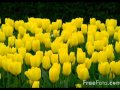 チューリップの歌 Tulip song