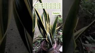 Plant Tutorial save and share #shorts #tutorial