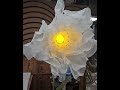 Amazing Sunflower opening and closing Artifacts