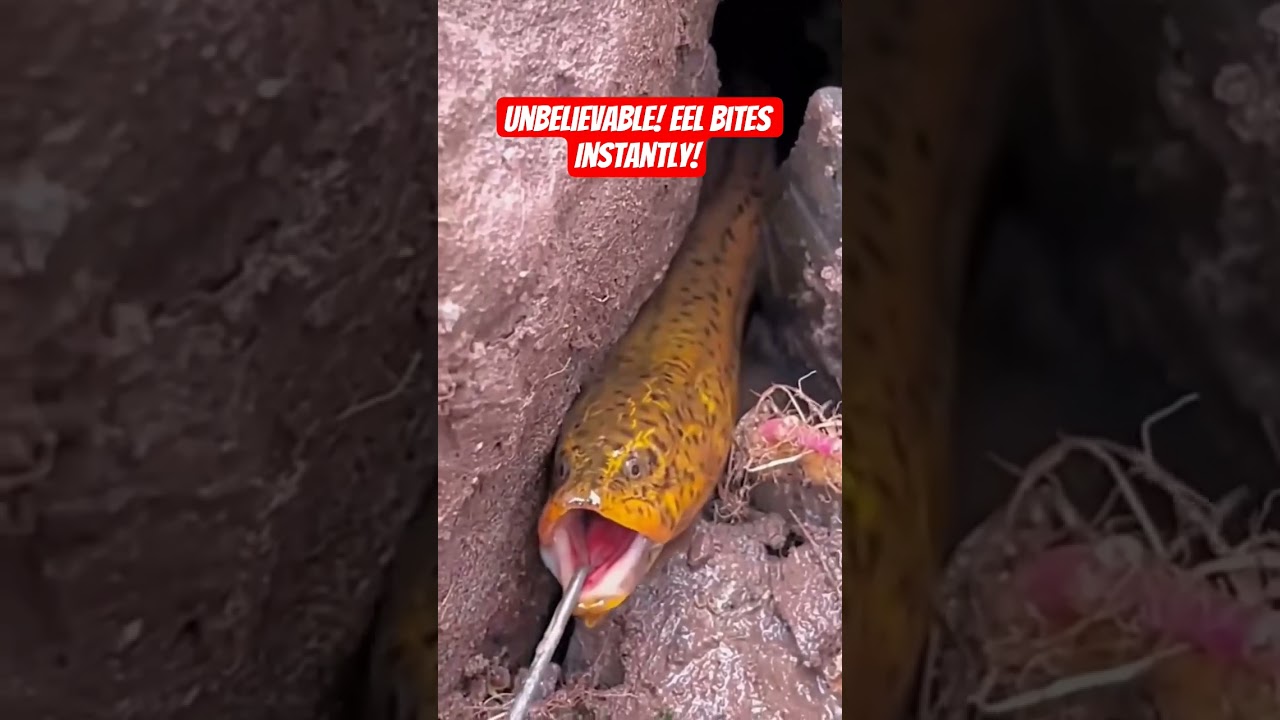 Instant Eel Catch! Didn’t Wait a Second 🎣😱”