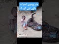 مار خطرناک پیتون اسباب بازی این کودک دیدنی جالب اموزنده حیوانات انسان User Didani 