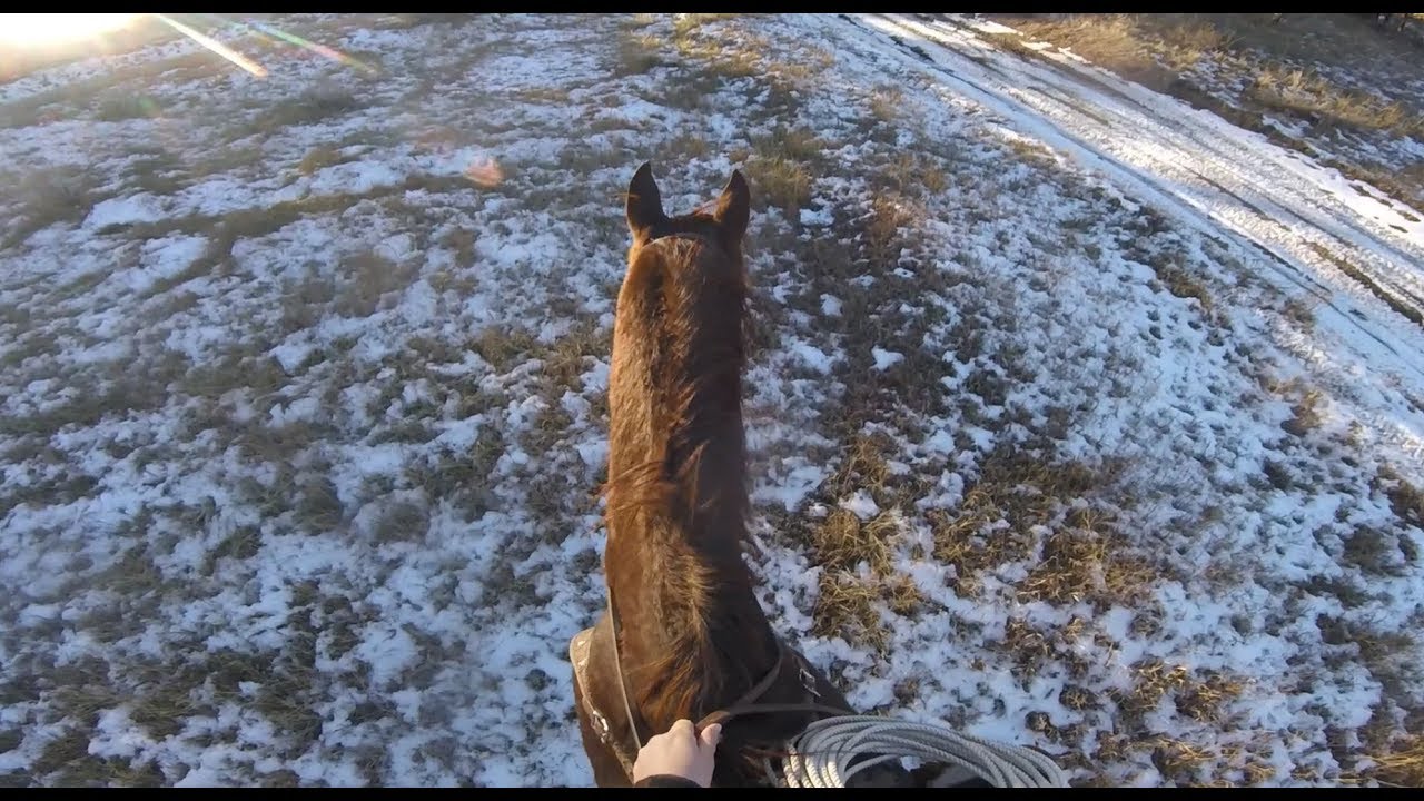 How To Ride Mosby The Montana Travler YouTube