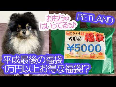 2019年福袋！ネット相場で1万円以上もお得な5000円福袋を一緒に開封したポメラニアン犬【はなポメ#572】