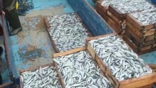 ميناء بوهارون اسعار السمك اليوم  بالجملة  حسب الطلب. العرض /Port de Buharun, prix de gros du poisson