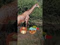 Protecting Giraffes is Everyone's Job 🦒🌍