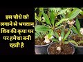 यह पौधा भगवान् शिव को बहुत ही ज़्यादा प्रिय है | जिस घर में हो ये पौधा शिव की कृपा हमेशा बनी रहती है