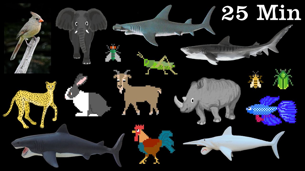 ⁣Animals Collection - Sharks, Farm Animals, Pets, Insects & More - The Kids' Picture Show