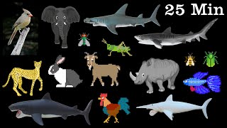 Animals Collection  Sharks, Farm Animals, Pets, Insects & More  The Kids' Picture Show