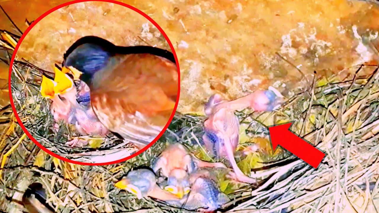 The baby myna is so tired that she wants to faint at the nest - YouTube