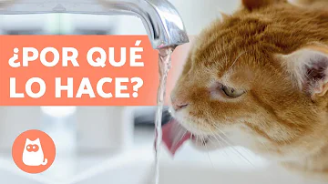 ¿Pueden los gatos beber agua del grifo?