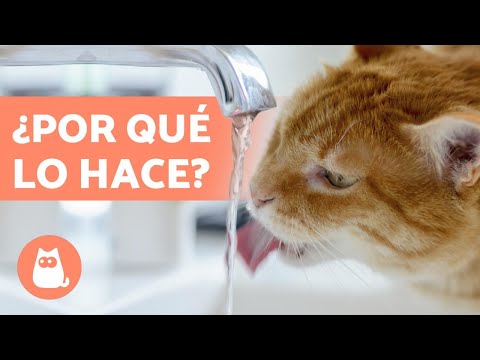 Video: ¿Por qué a los gatos les gusta beber del grifo de agua?