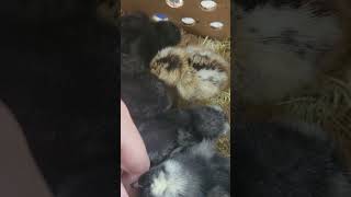 chicks from the post office??? #chicks