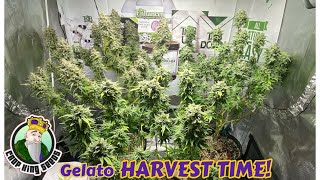 HARVEST DAY for Crop King Seeds Gelato grown with Mars Hydro TS1000, TNB Naturals, AC INFINITY