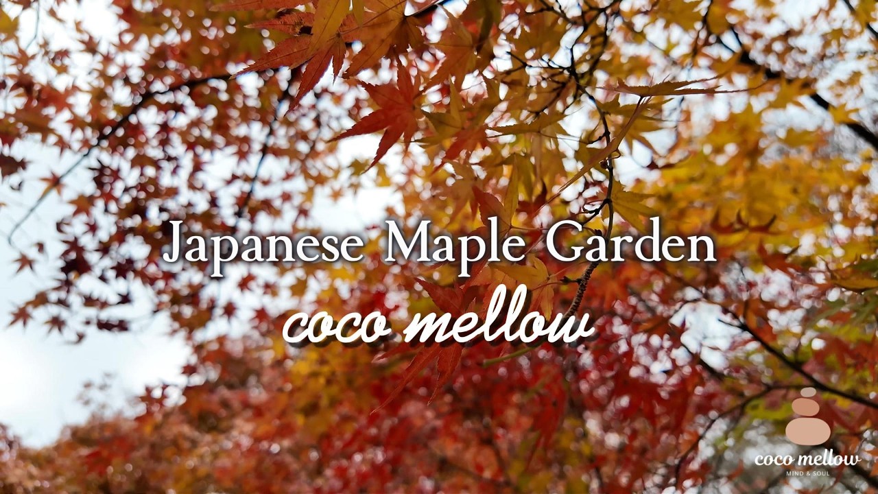 Japanese Maple Garden 🍁 Nature Sounds & Soft Piano for Reminiscing