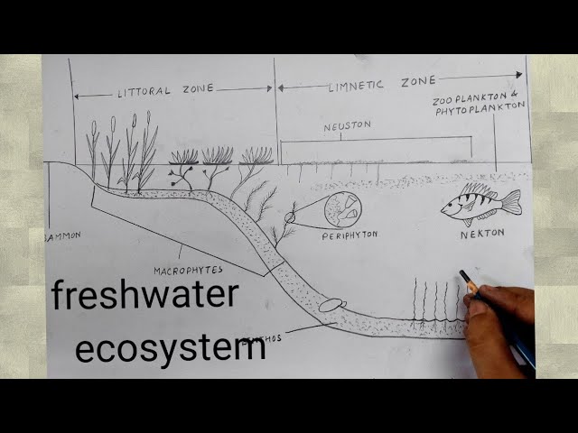 Aggregate more than 74 easy ecosystem drawing best