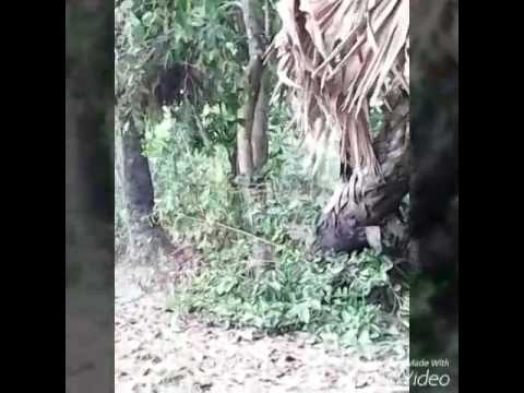Kun khmer kickboxing, Showing by Mr tiger tuna