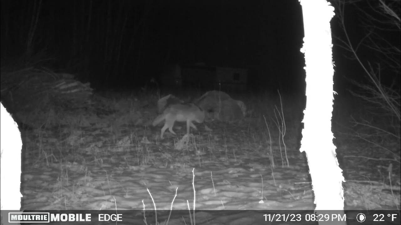 Minnesota hunting lease now available on HLRBO! YouTube