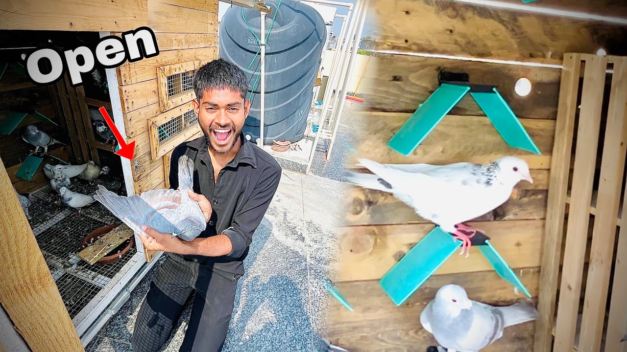 Aaj Apne Lal band kabooter Azad Kr Diya 😎| white vala kabootere wapis a gya ❤️