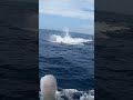 blue marlin fishing  #shorts