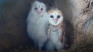 Barn Owl Chicks Take Care of One Another | Gylfie & Finn | Robert E Fuller