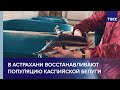 В Астрахани восстанавливают популяцию каспийской белуги
