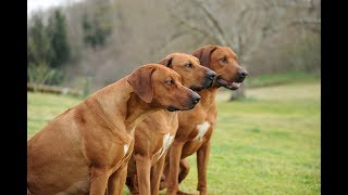 Rhodesian Ridgeback African Lion Dog by All About Animal 585,246 views 7 years ago 2 minutes, 20 seconds