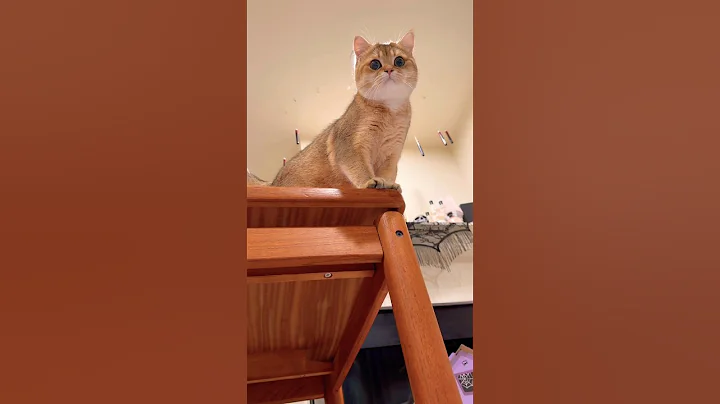 Video 11323371: cutecat meow funnycat catlover, cats catlover cutecat funnycats, catlover meow cutecat funny, cats funnycats catlover cute, catlover cutecat love funny, cat cute beautiful meow, cat fun meow