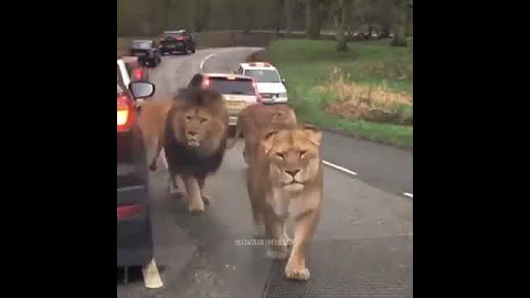 Lions on the Road(part 2) | such a whole music 🎶