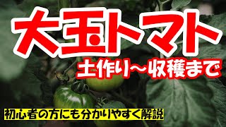 【大玉トマト栽培方法】土作り・植え付け・管理方法・収穫まで初心者の方にも分かりやすく解説【0から農業塾】