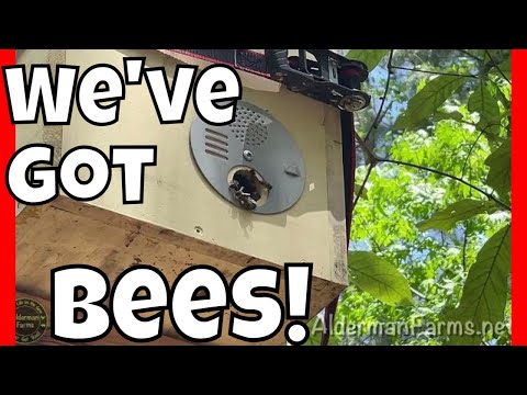 Honey bees at the Swarm Trap Bait Hive at AldermanFarms