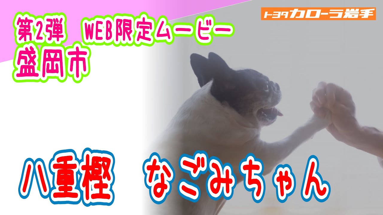 ペットcm 幸せエピソード大募集 トヨタカローラ岩手 トヨタカローラ岩手株式会社