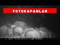 Fotokapan grntleri fotokapan nasl alrfotokapan alrken nelere dikkat edilmeli