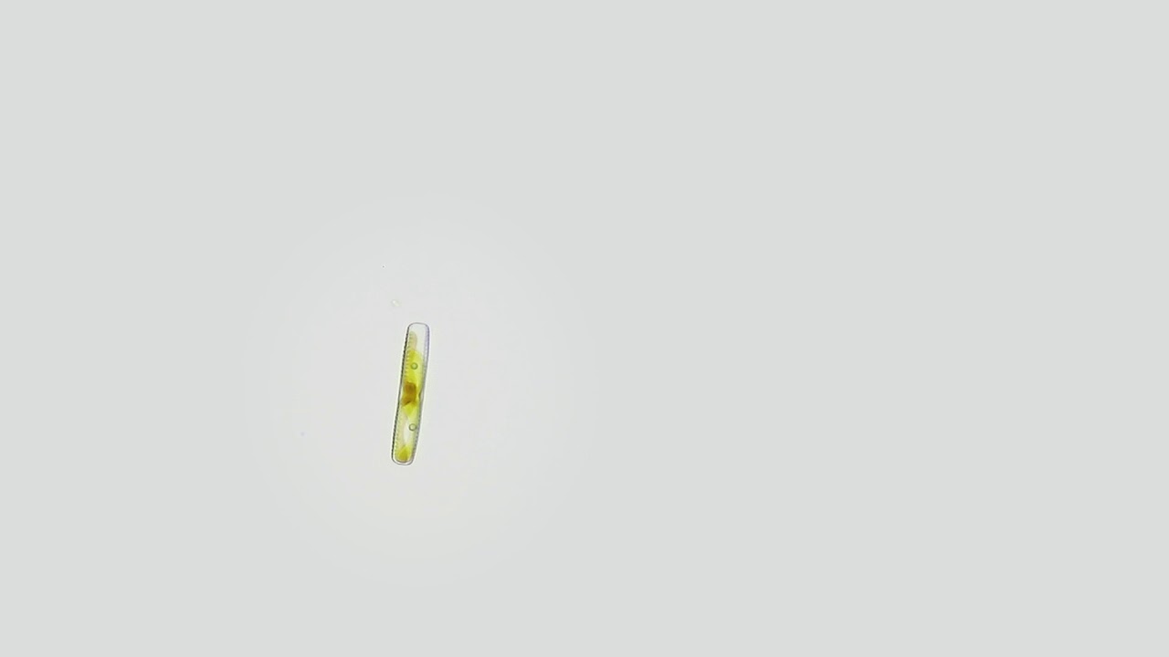 Antarctic Fragilariopsis Cylindrus Diatom (20x) from McMurdo Sound Seafloor