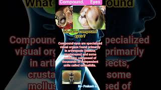 # #viral #motivation # biology compound eyes of organism
