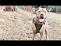 Pitbull Goes Hiking For His Birthday In The Woods!