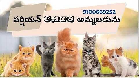 Video 9721691: face himalayan persian cat, doll face himalayan persian, semi punch persian cat, colour persian cat