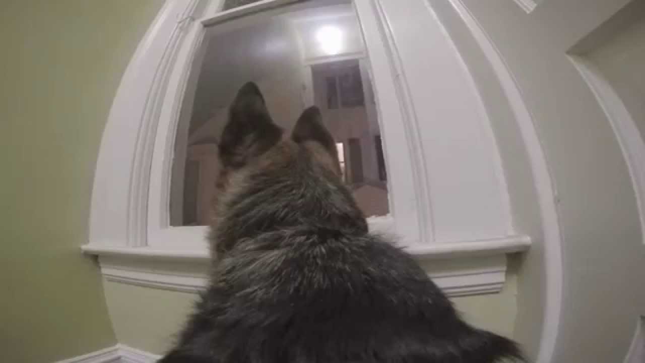 Gopro On A German Shepherd Left Home Alone