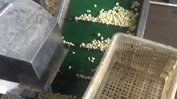 Garlic Sorting by TAIHO color sorter machine 【+86 18019567337 Charlie】