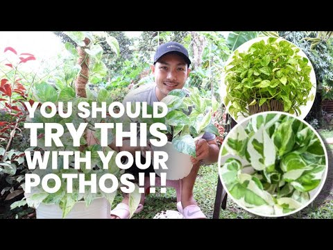 Video: Propagating Pothos Plants - Pag-ugat ng Pothos Cuttings