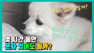 강아지는 몇시간 동안 혼자 있어도 될까? 분리불안증 Q&A 2편