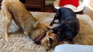 Rescue Dogs Doberman Pinscher VS Shepherd Retriever by Sheltermuttlover 308 views 6 years ago 3 minutes, 15 seconds